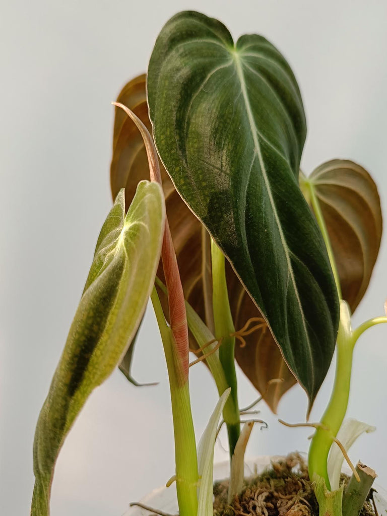 Philodendron melanochrysum