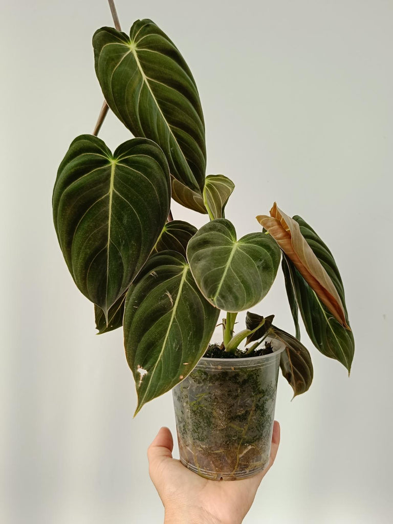 Philodendron melanochrysum