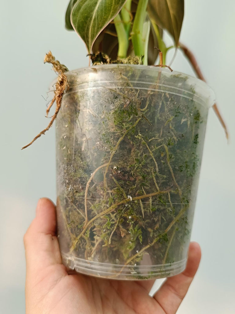 Philodendron melanochrysum