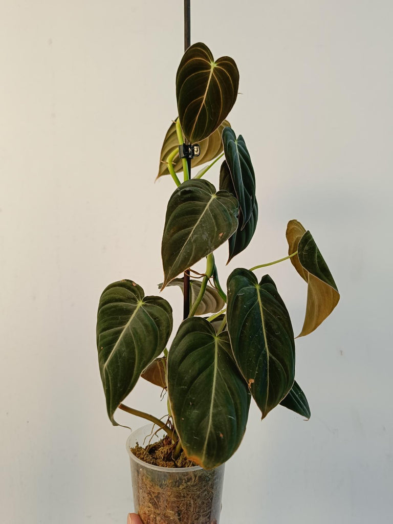 Philodendron melanochrysum