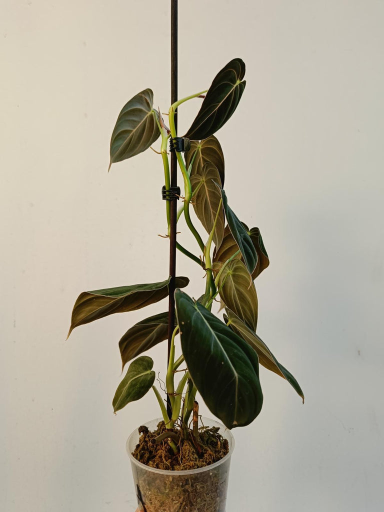 Philodendron melanochrysum