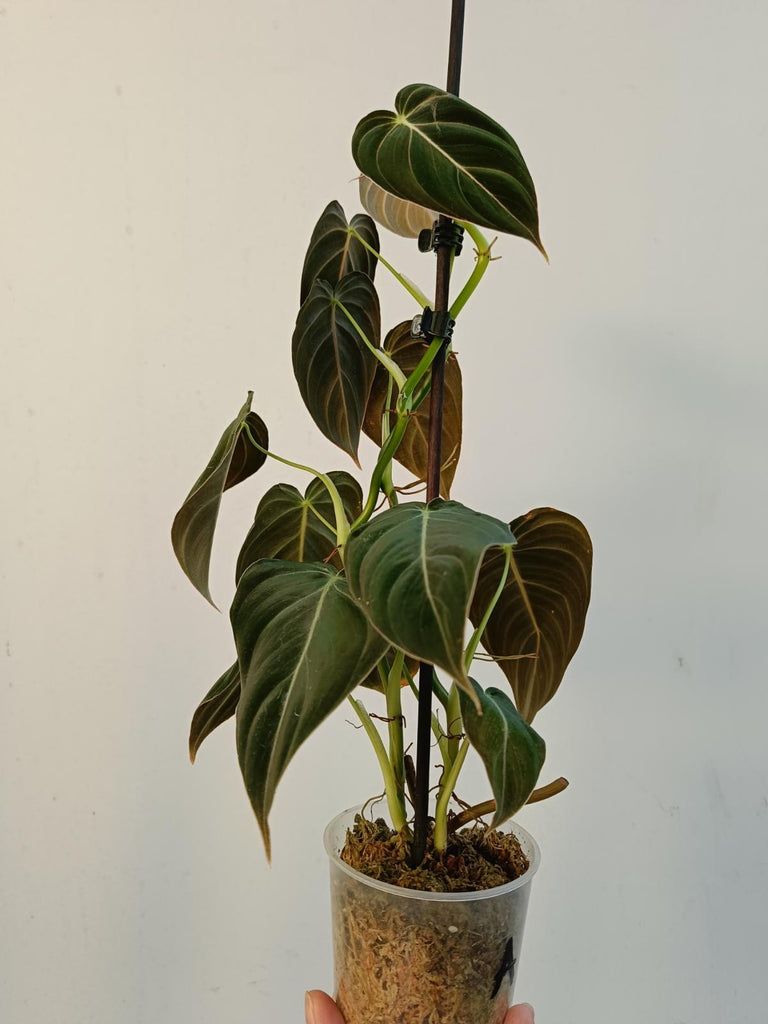 Philodendron melanochrysum