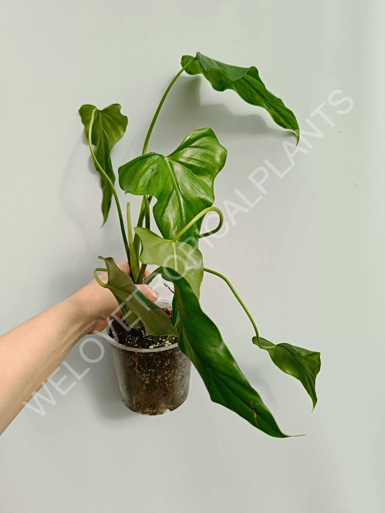 Philodendron mexicanum