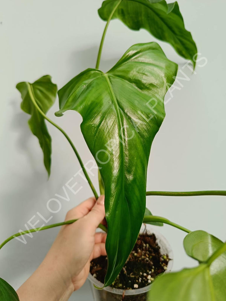 Philodendron mexicanum