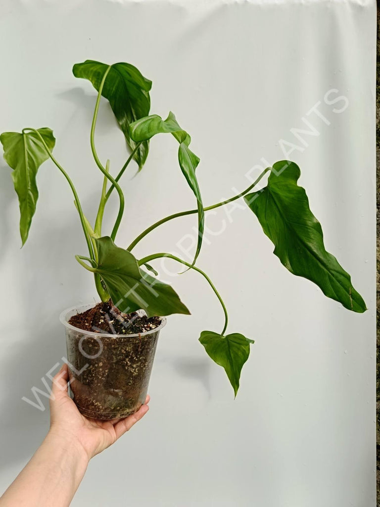 Philodendron mexicanum