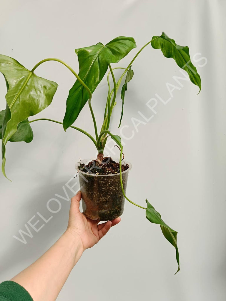 Philodendron mexicanum