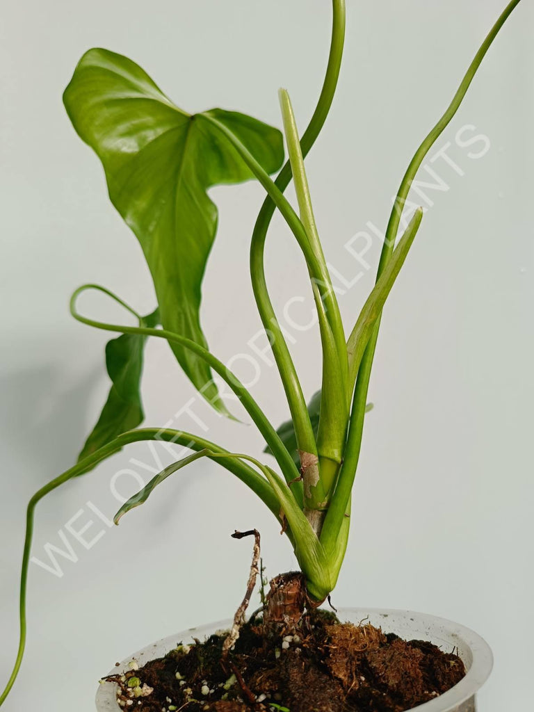 Philodendron mexicanum