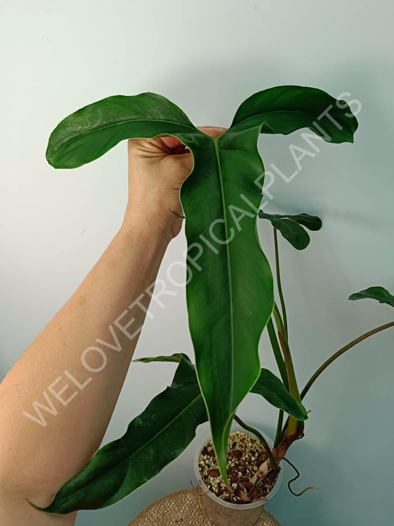 Philodendron mexicanum XXL