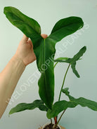 Philodendron mexicanum