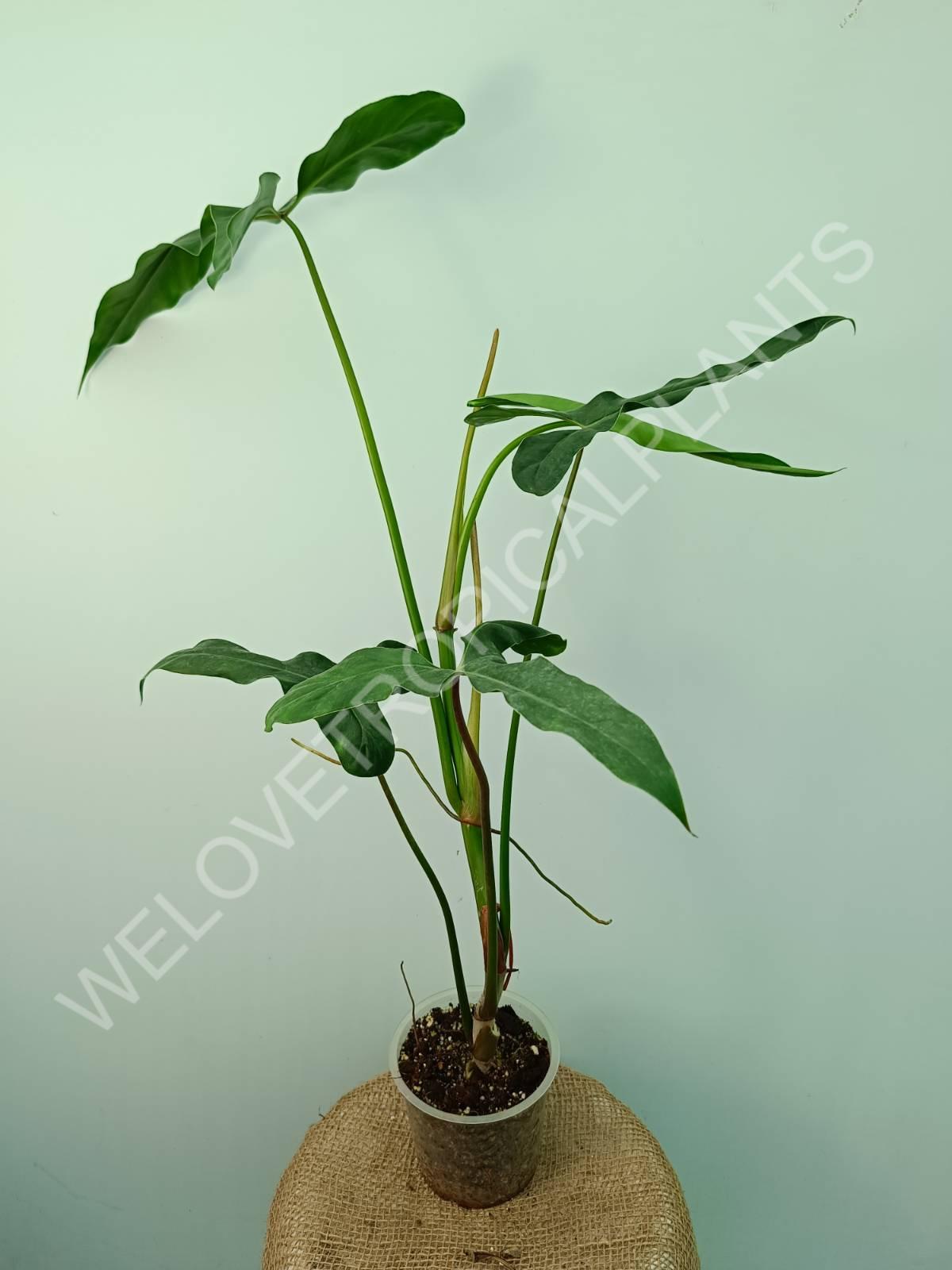 Philodendron mexicanum