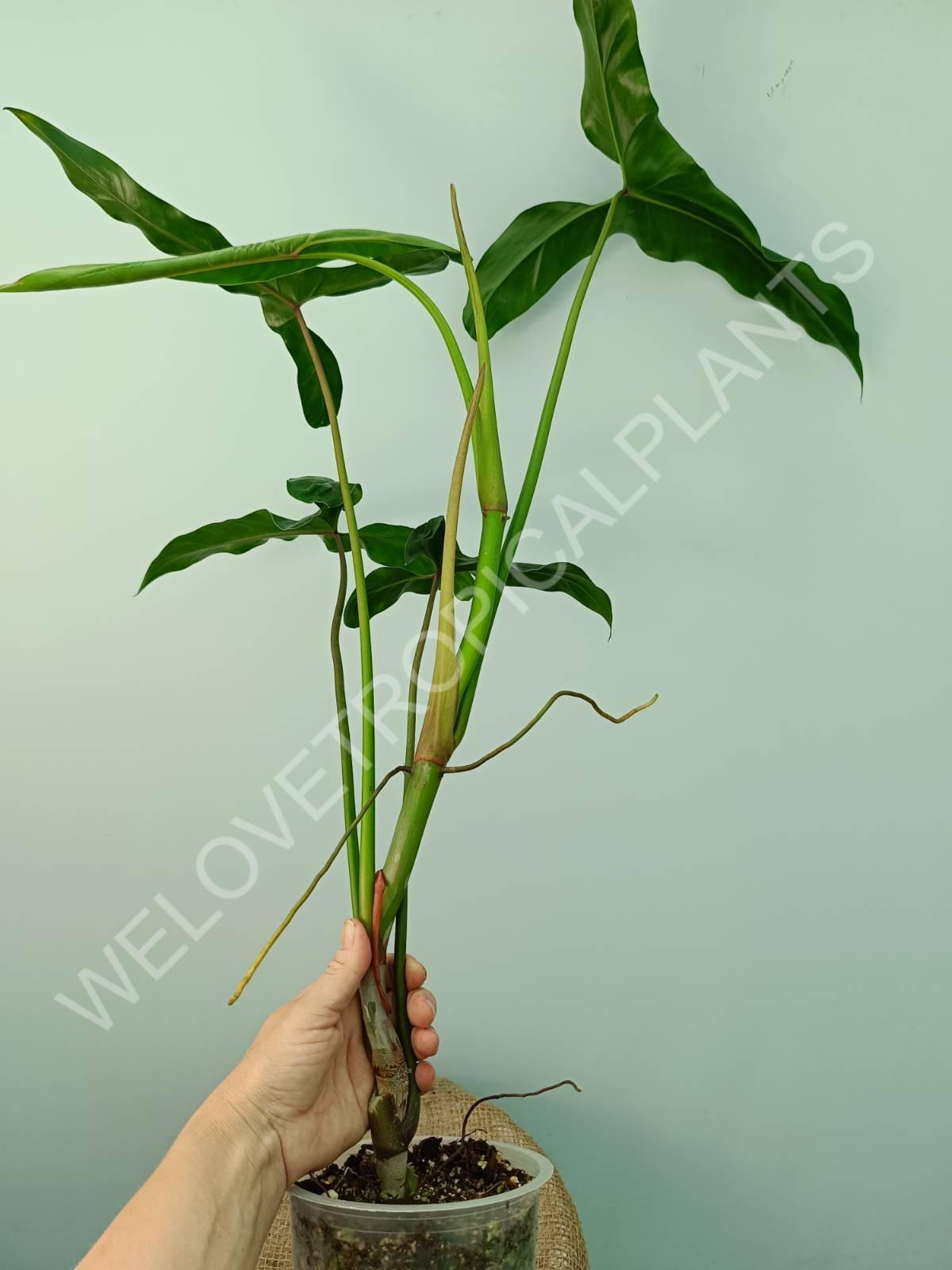 Philodendron mexicanum