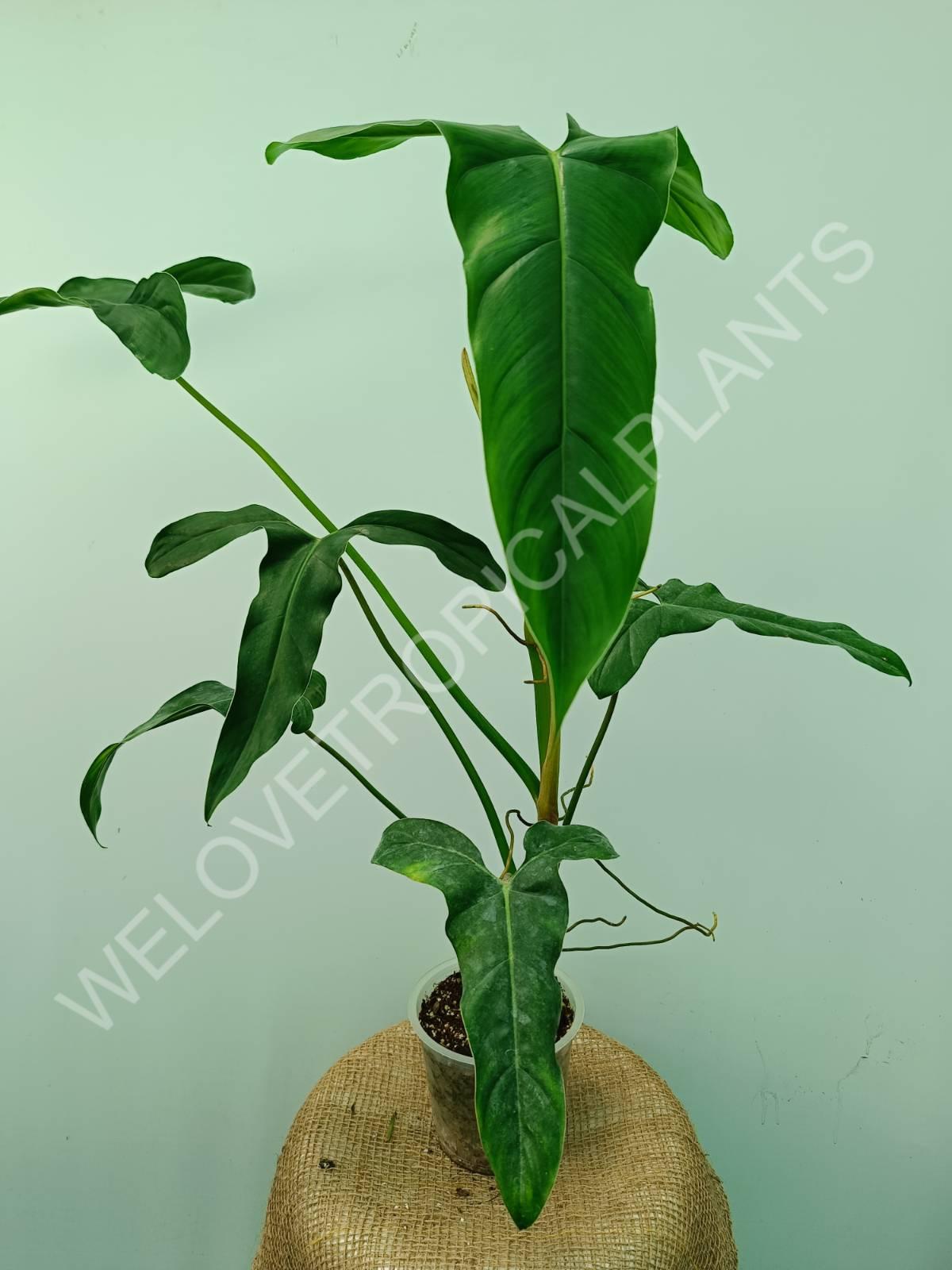 Philodendron mexicanum