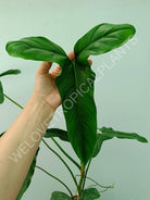 Philodendron mexicanum