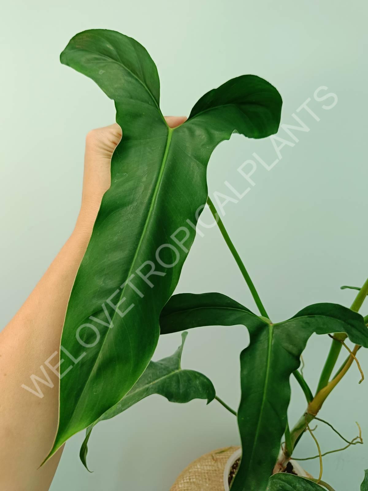 Philodendron mexicanum