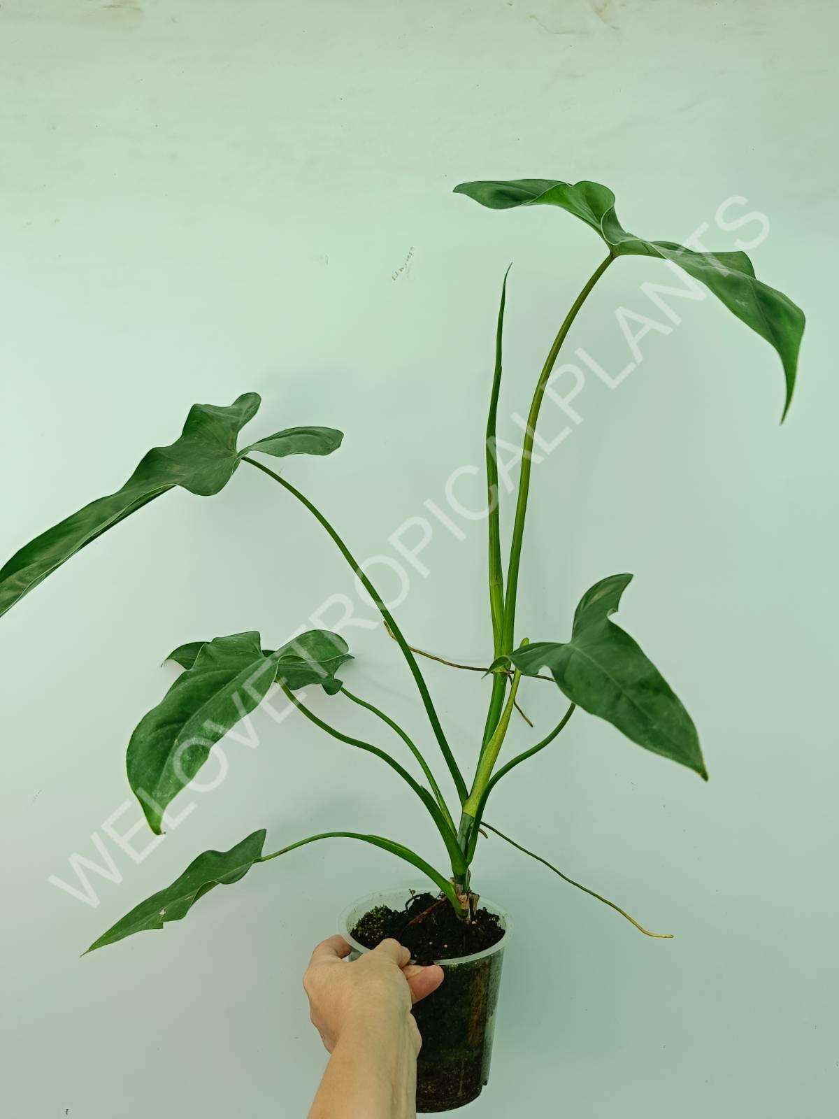 Philodendron mexicanum