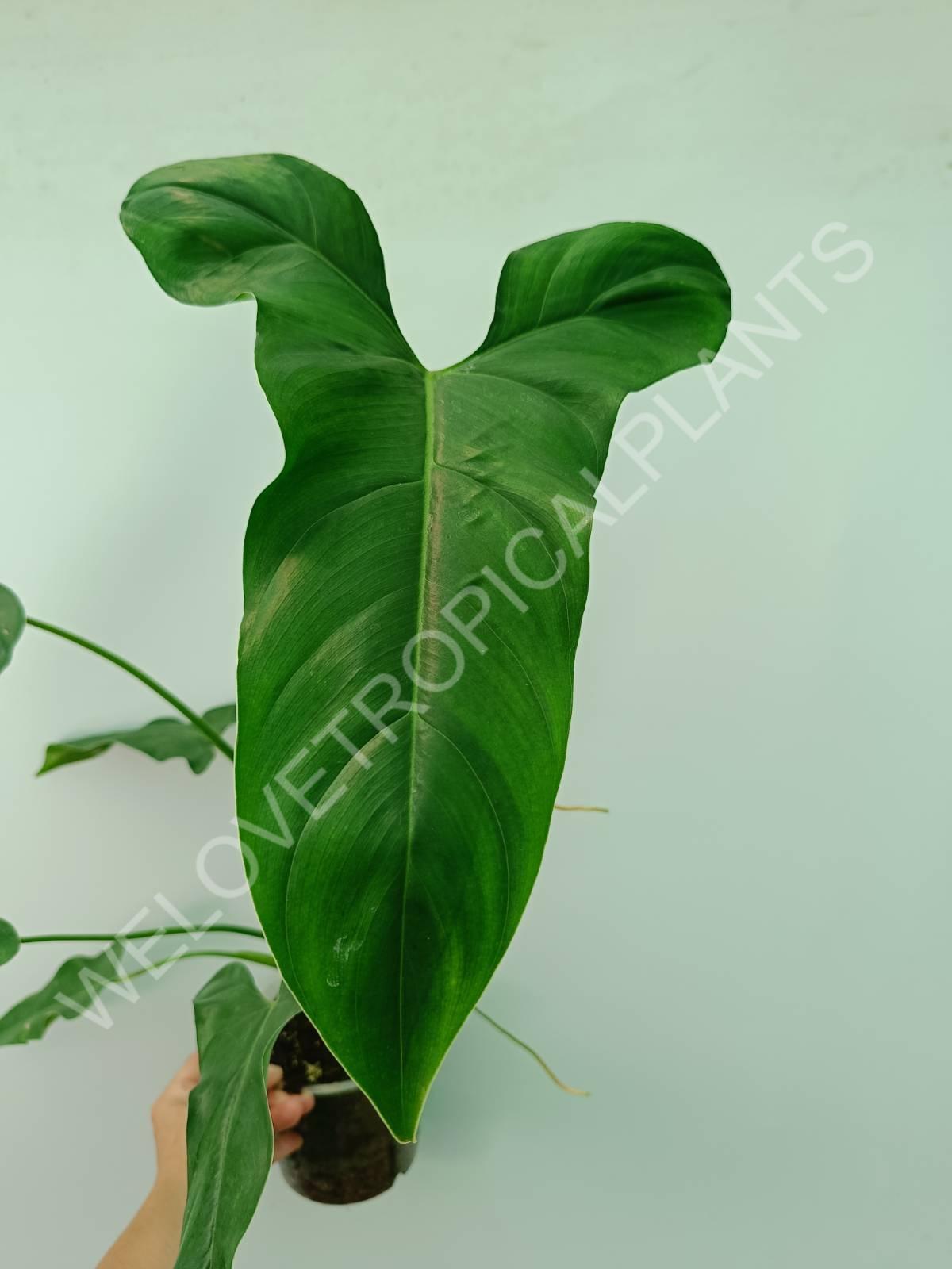 Philodendron mexicanum