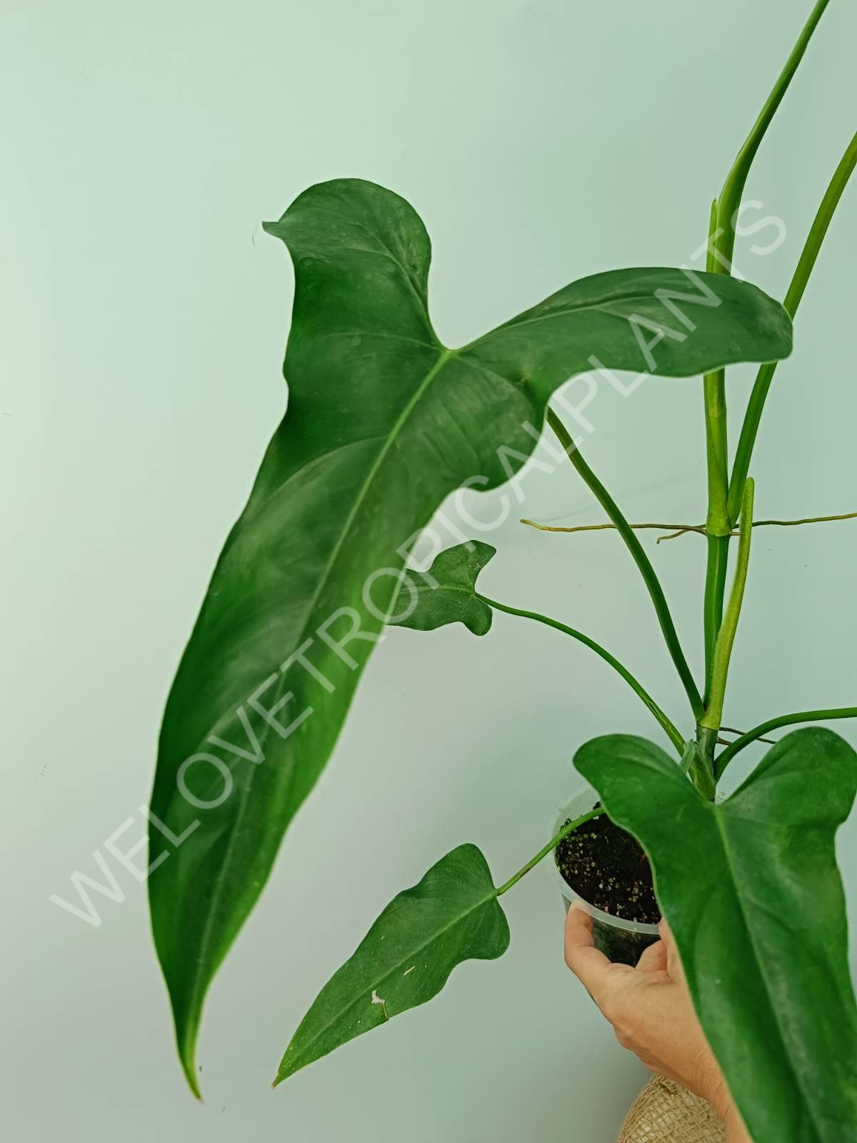 Philodendron mexicanum