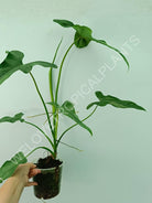 Philodendron mexicanum