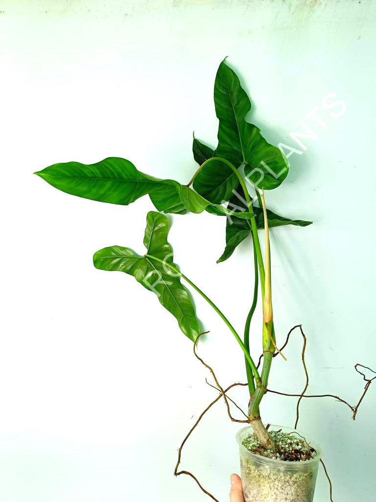 Philodendron mexicanum XL