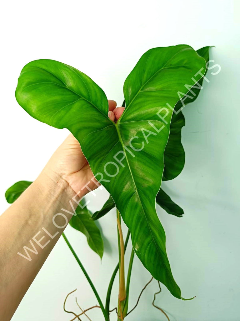 Philodendron mexicanum XL