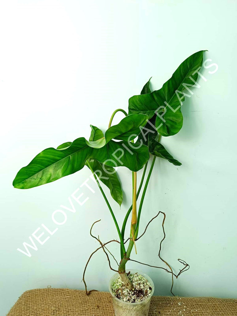 Philodendron mexicanum XL