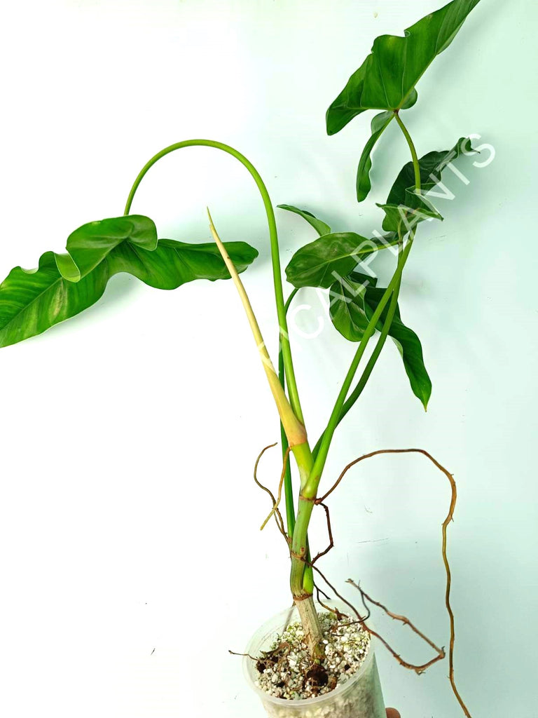 Philodendron mexicanum XL