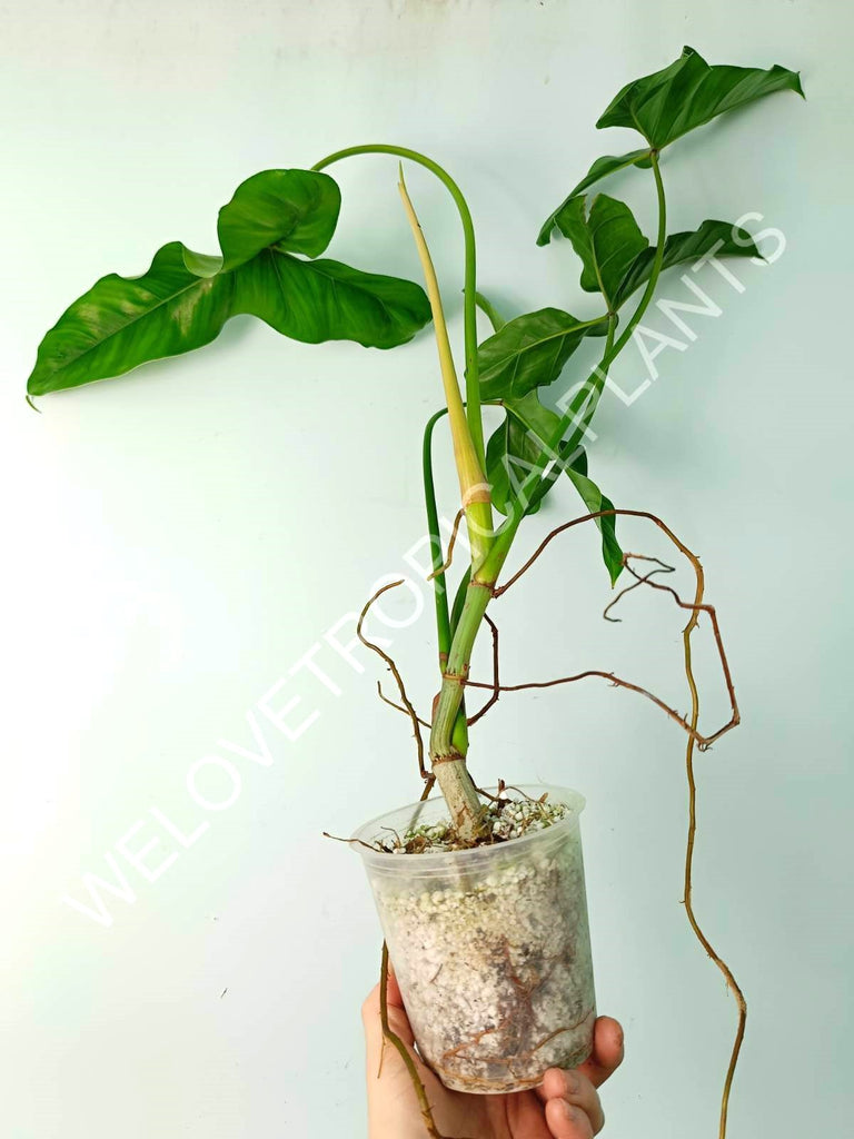 Philodendron mexicanum XL