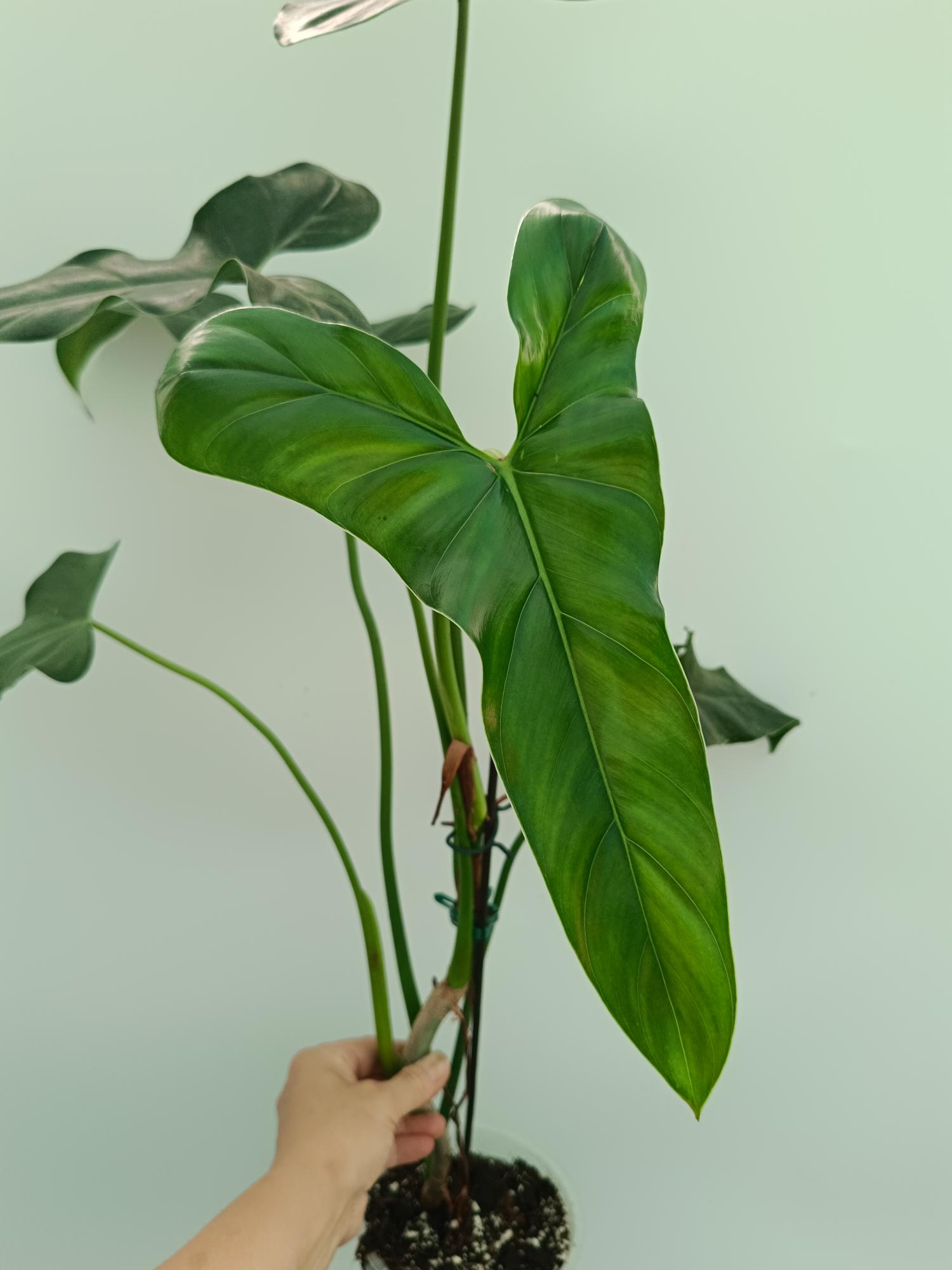 philodendron mexicana Philodendron mexicanum XL