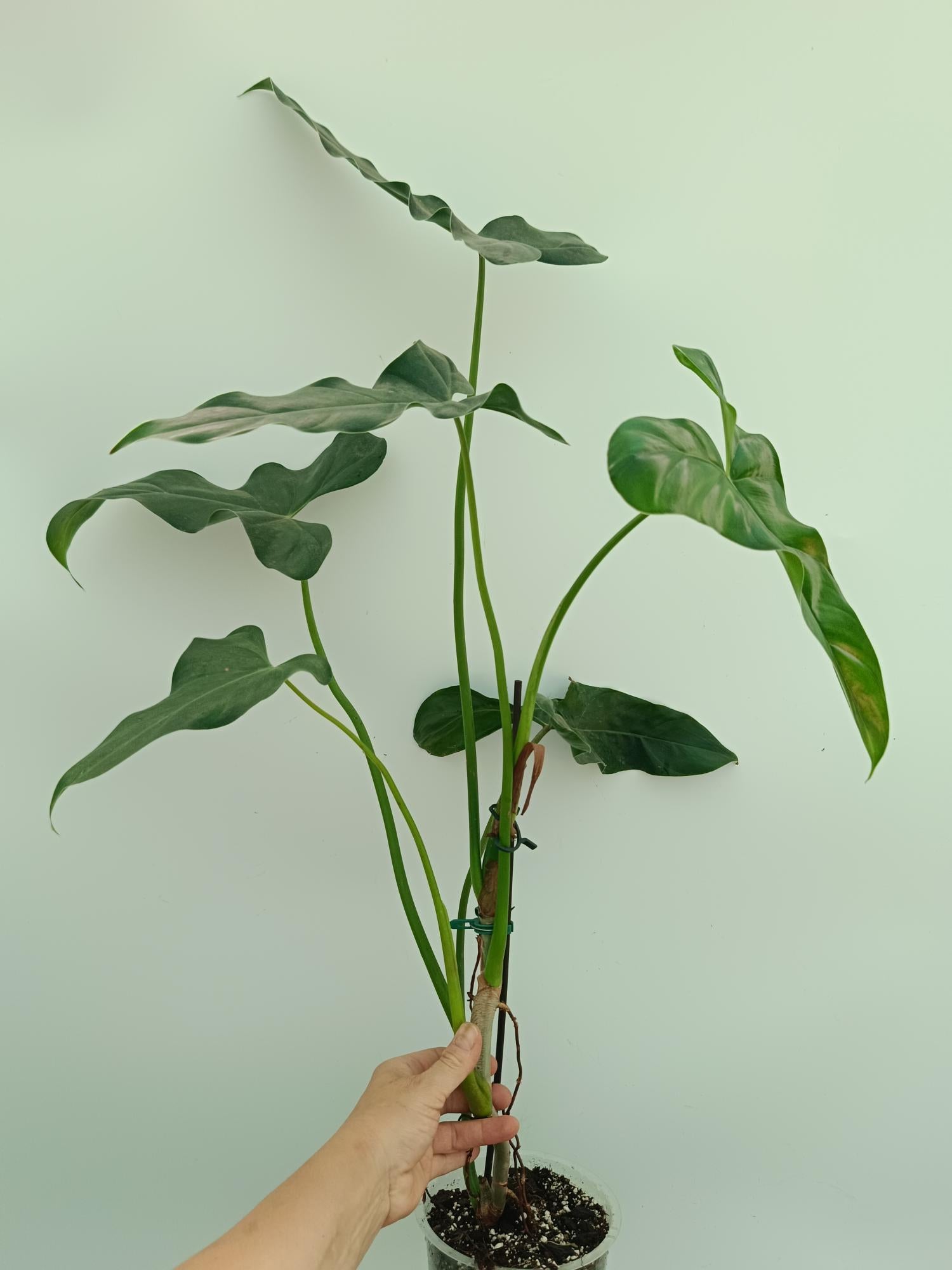 mexican philodendron Philodendron mexicanum XL
