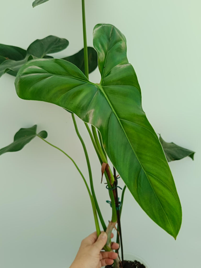 Philodendron mexicanum 