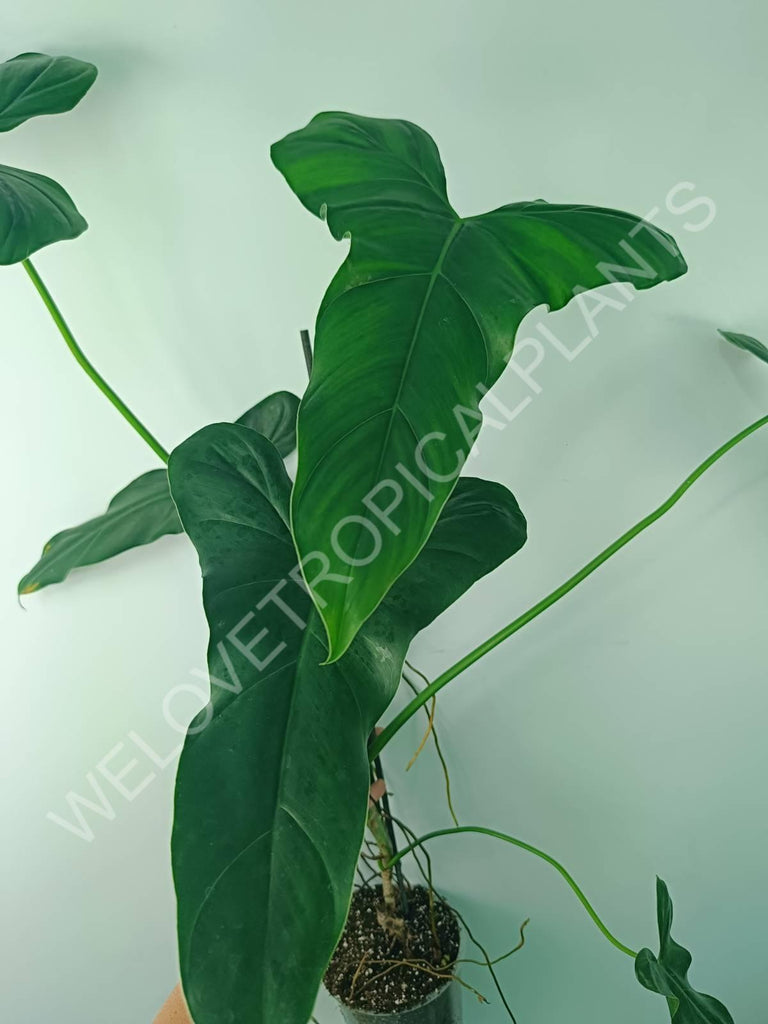 Philodendron mexicanum