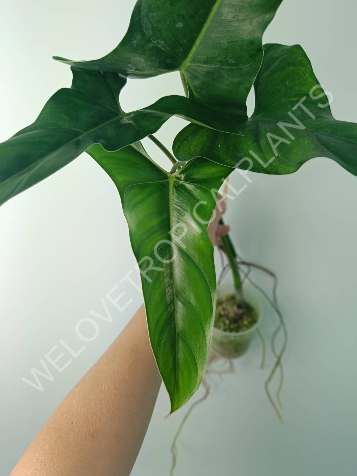 philodendron mexicanum for sale Philodendron mexicanum (young plant)