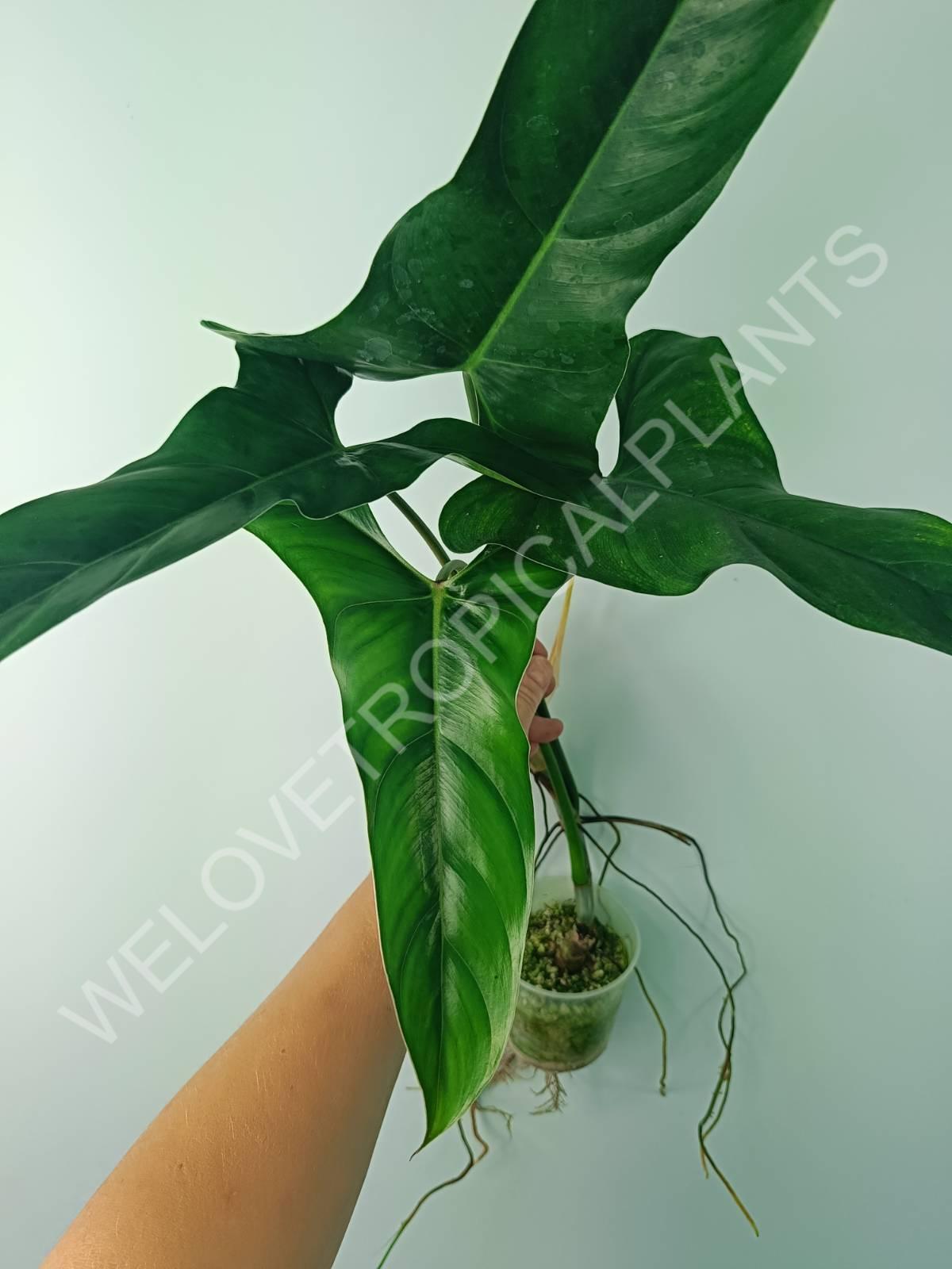 mexicanum philodendron Philodendron mexicanum (young plant)