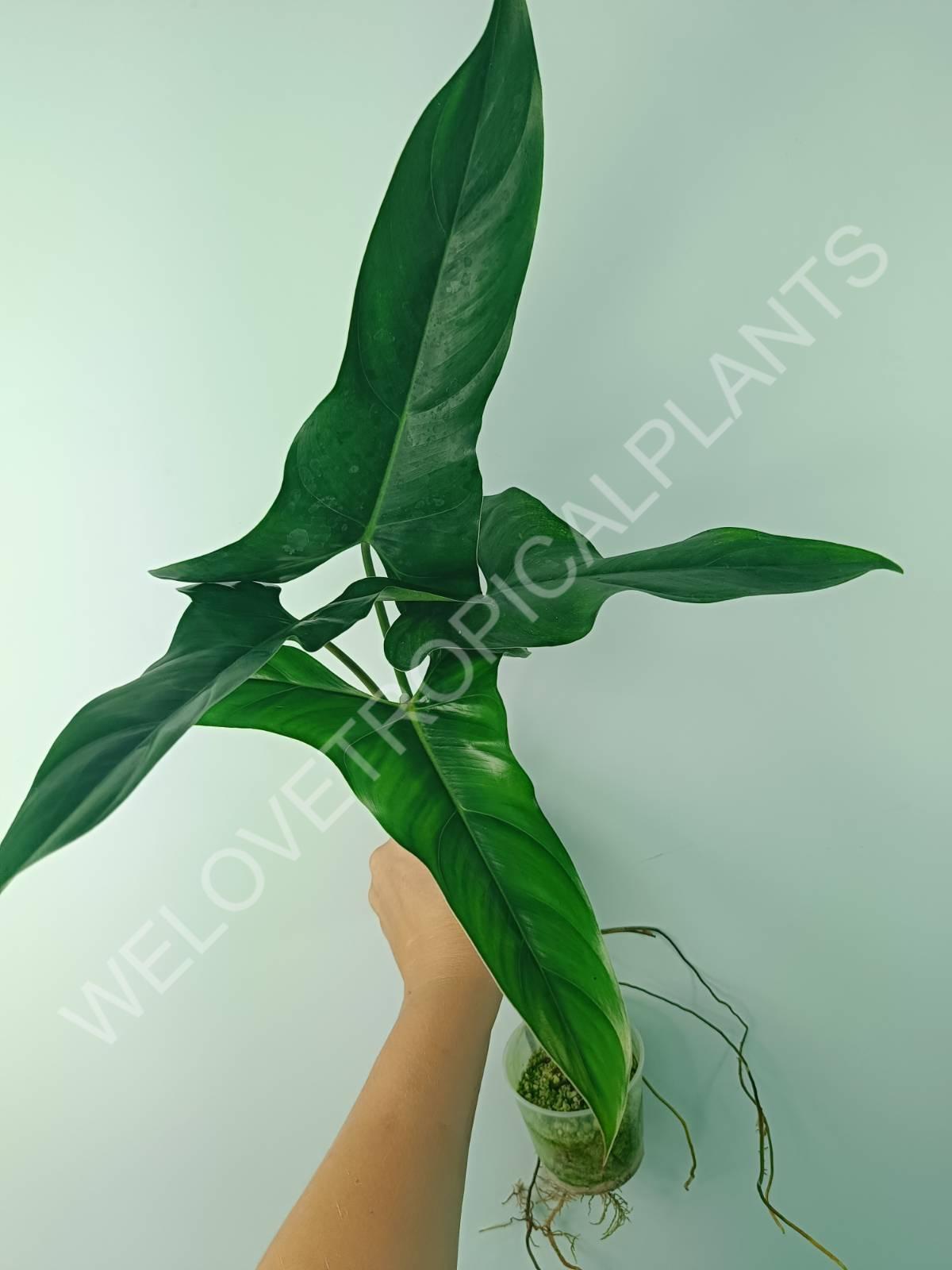 mexican philodendron Philodendron mexicanum (young plant)