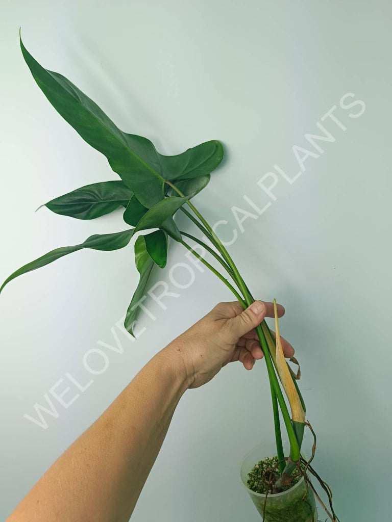 Philodendron mexicanum