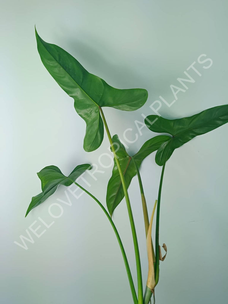 Philodendron mexicanum