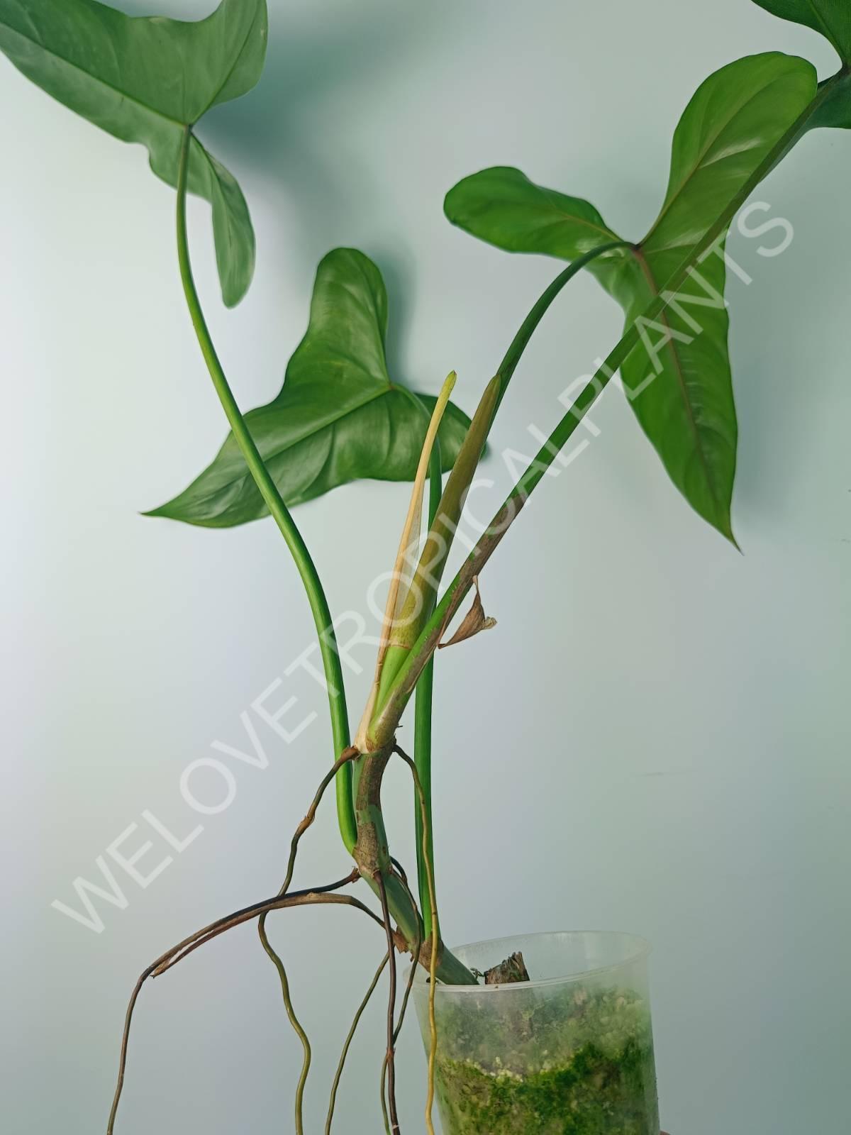 anthurium mexicanum Philodendron mexicanum (young plant)