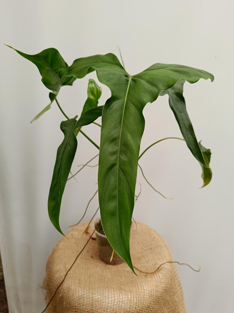 Philodendron mexicanum