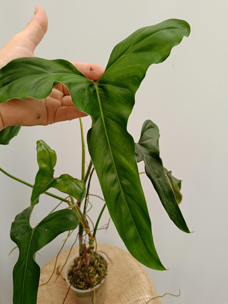 Philodendron mexicanum