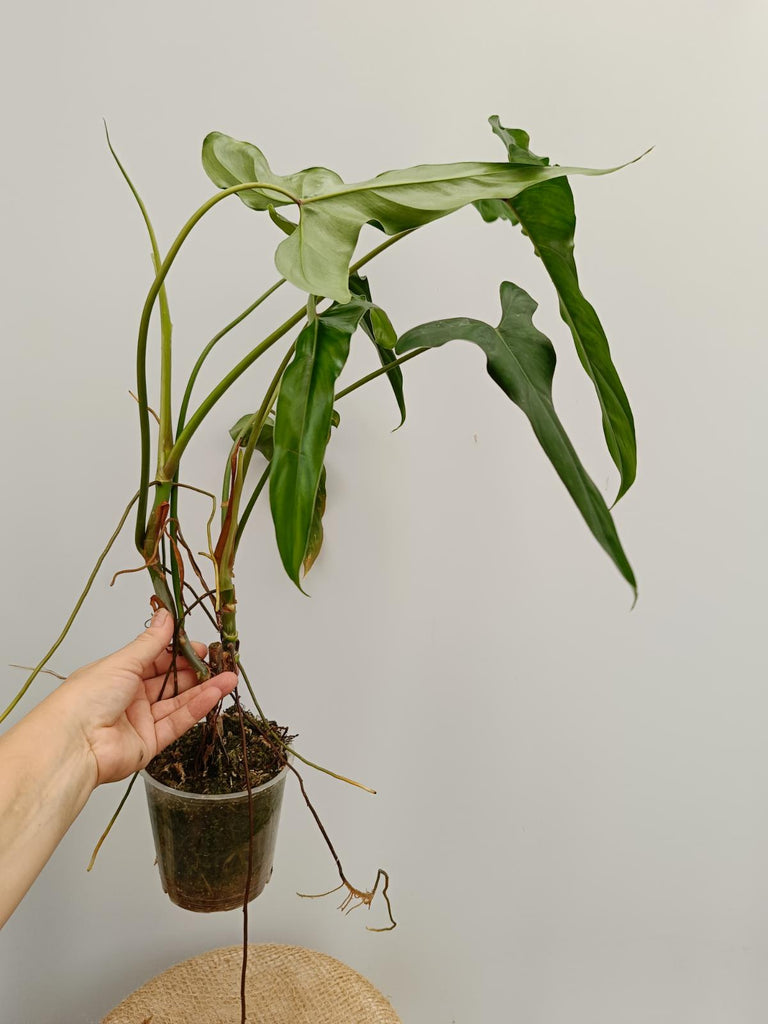 Philodendron mexicanum