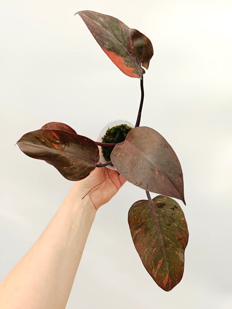 Philodendron orange princess variegata