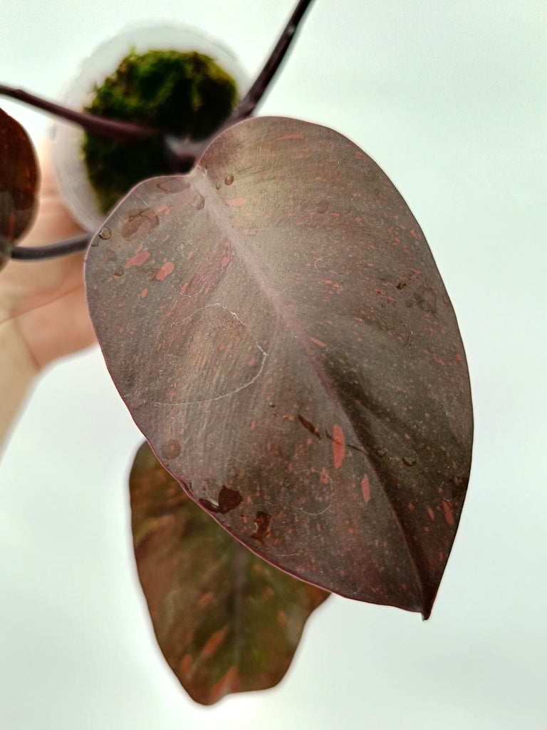 Philodendron orange princess variegata