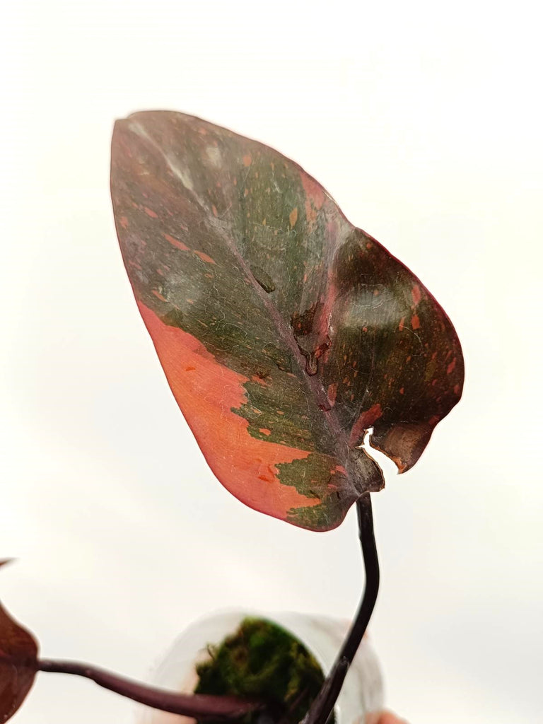 Philodendron orange princess variegata