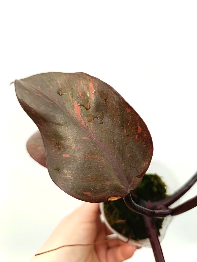 Philodendron orange princess variegata