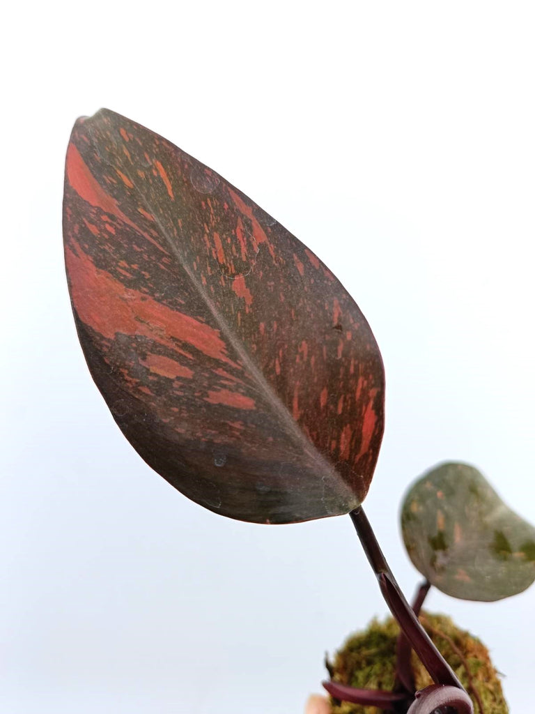 Philodendron orange princess