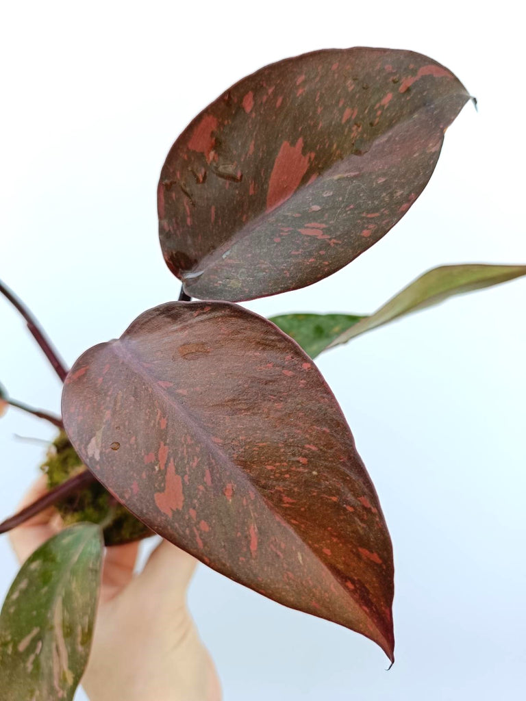 Philodendron orange princess