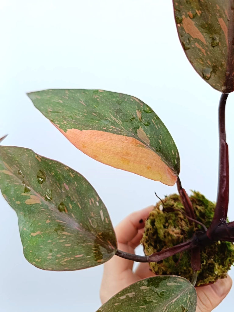 Philodendron orange princess