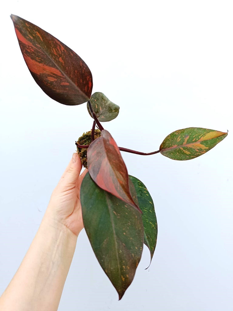 Philodendron orange princess