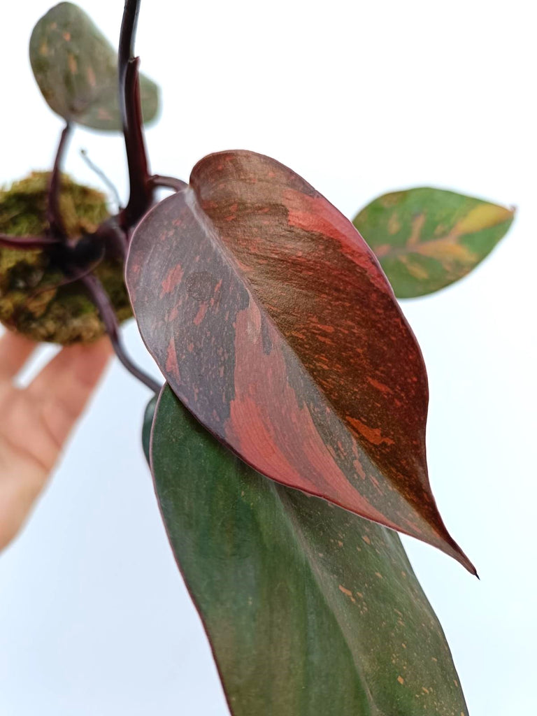 Philodendron orange princess