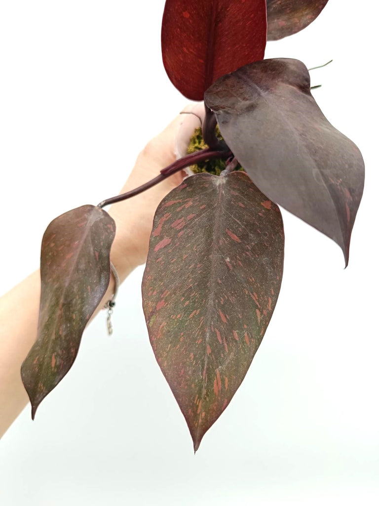 Philodendron orange princess variegata